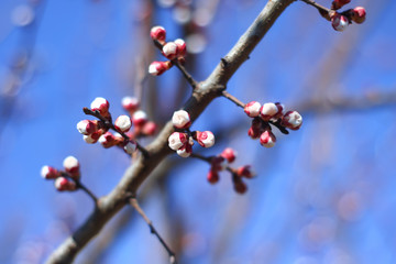 Fototapeta na wymiar blooming buds and flowers of cherry or apple.