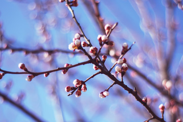 blooming buds and flowers of cherry or apple.