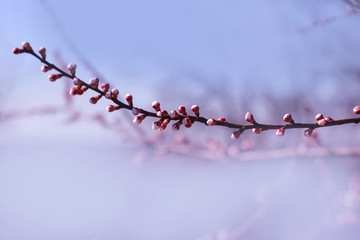 blooming buds and flowers of cherry or apple.