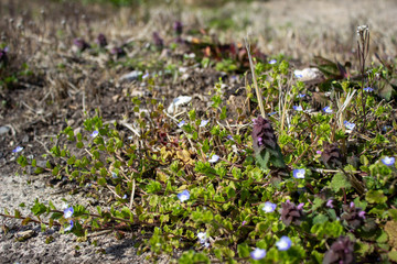 道端のオオイヌノフグリ（春の雑草）	Veronica persica