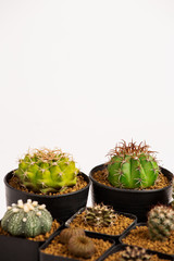 Collection of various cactus  in black  pots.