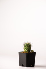 mammillaria cactus  in black  pots.