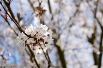 Beautiful Cherry Blossom Spring Background.