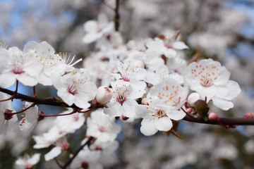 White Cherry Blossom Spring Background.