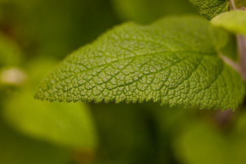 Hoja verde clorofila