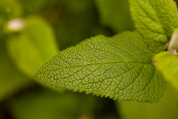 Hoja verde clorofila