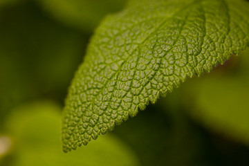 Hoja verde clorofila