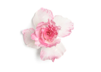 Pink and white azalea flowers Soft focus The concept of beauty and tenderness On a white background