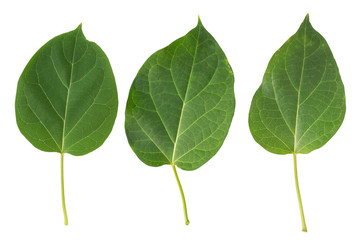 Three green leaves on a white background