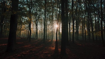 Dark morning forest with sunrise shining through the fog and trees and branches. With brown leaves on the ground in the autumn