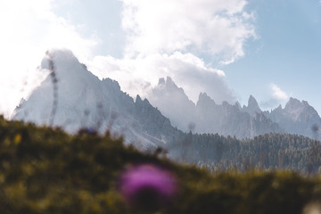 Dolomites mountain sunny layers with a flower