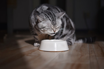 うんめぇ〜！カリカリを噛み締めて味わう食事中の猫