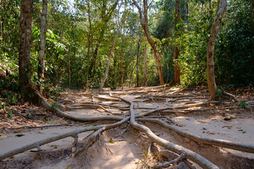 path in the forest