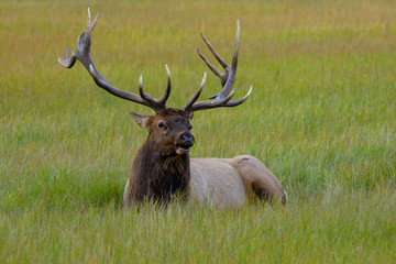 Elk Wapiti Cervus canadensis, Jasper Alberta Kanada travel destination