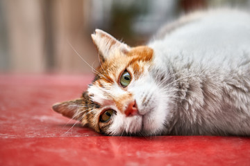 Playful street cat is resting on the roof of car.