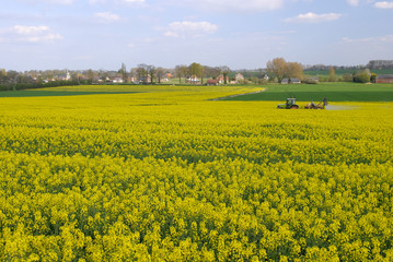 Traitement insecticide contre le charancon du colza, village en arrière plan