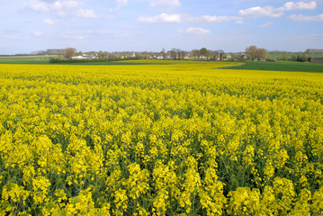 Traitement insecticide contre le charancon du colza