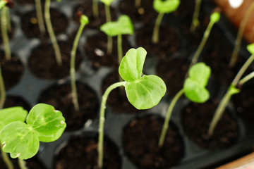 small seedlings for the garden, germinating seedlings,