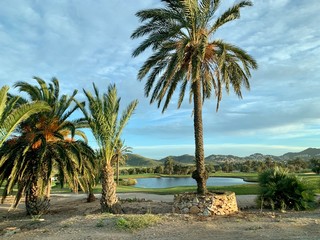 Obraz premium palm trees on the beach
