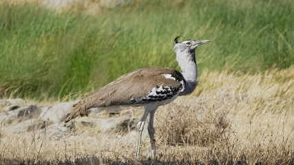 close up of a kori bustard bird at serengeti np