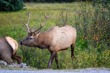Elk Wapiti Cervus canadensis, Jasper Alberta Kanada travel destination