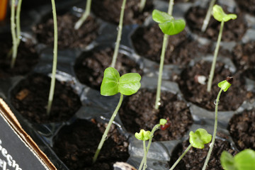 small seedlings for the garden, germinating seedlings,