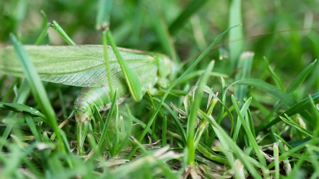 Big green locust female lays eggs