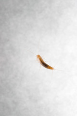 Firebrat (Thermobia domestica), a species of silverfish. Insect Lepisma saccharina in normal habitat.