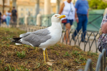 Seagull on a grass asking food from people.