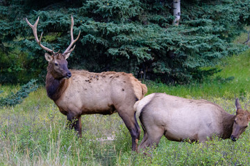 Elk Wapiti Cervus canadensis, Jasper Alberta Kanada travel destination