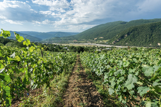 Vineyard in the mountains of Georgia.  Khvachkara village, Racha.