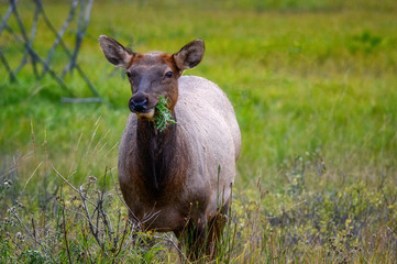 Elk Wapiti Cervus canadensis, Jasper Alberta Kanada travel destination