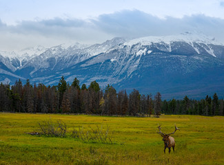 Elk Wapiti Cervus canadensis, Jasper Alberta Kanada travel destination