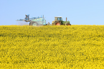 Traitement phytosanitairecontre le charancon du colza, pulvérisation insecticide sur colza en fleur