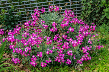 Cespuglio di viole in primavera