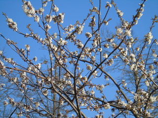 Genova, Italy - 03/22/2020: Beautiful coloured flowers over the cherry tree in the first days of spring in the Italian villages.