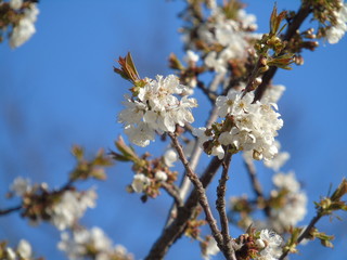 Genova, Italy - 03/22/2020: Beautiful coloured flowers over the cherry tree in the first days of spring in the Italian villages.