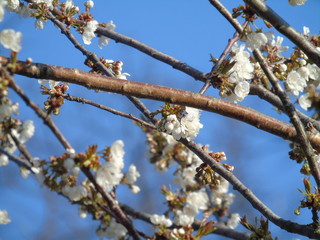 Genova, Italy - 03/22/2020: Beautiful coloured flowers over the cherry tree in the first days of spring in the Italian villages.