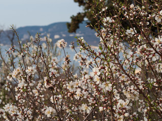 Cherry Orchard in Bloom. Springtime. Sea and mountains on background.