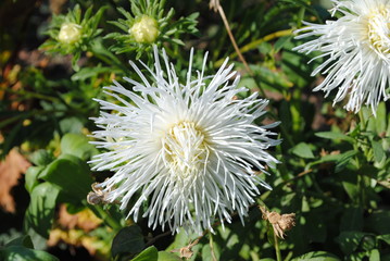 White needle Aster on a Sunny day