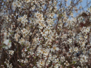 Cherry Orchard in Bloom. Springtime.