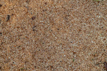 Texture segatura di legno