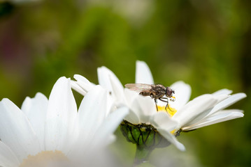 Obraz premium Macro shot of a honey bee collecting nectar on a white English daisy flower. 