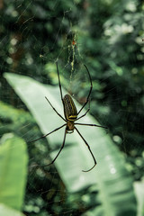 Spider with a green background