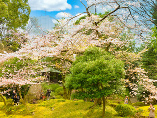 春の六義園　旅行　散歩　おすすめ