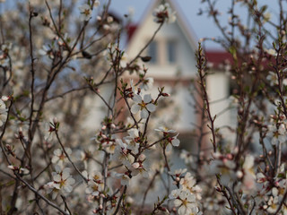 Cherry Orchard in Bloom. Blurred house on background.