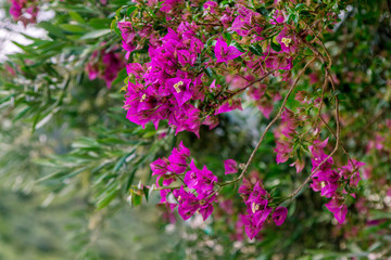 View of beautiful blooming bougainvillea bush branches with purple flowers, growing in the garden. 
