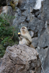 Portrait of a monkey sitting on the rock and chewing corn