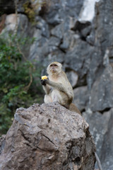 Portrait of a monkey sitting on the rock and chewing corn