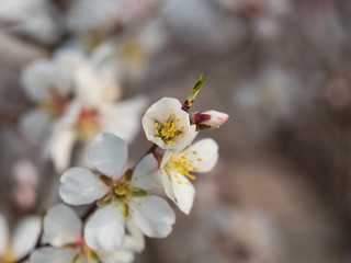 Cherry Orchard in Bloom. Springtime.